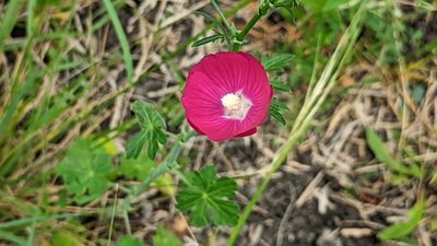 Callirhoe leiocarpa, photographed by Chris Hughes