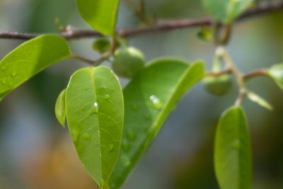Annona glabra, photographed by Chuck Martin
