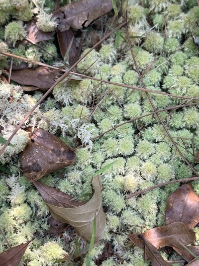 Sphagnum strictum, photographed by Claire Herzog