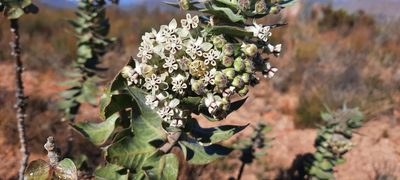 Gomphocarpus cancellatus, photographed by Karen Eichholz