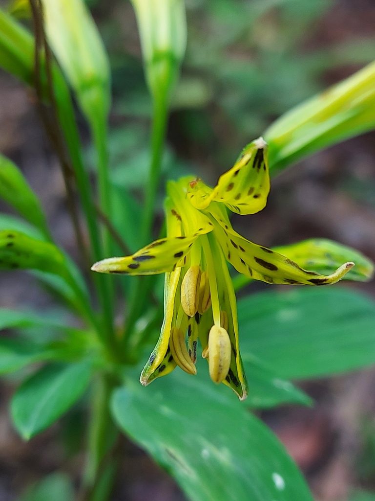 Alstroemeria ochracea, photographed by Filipi Miranda Soares