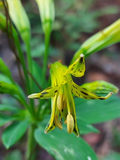 Alstroemeria ochracea, photographed by Filipi Miranda Soares