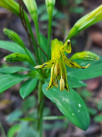 Alstroemeria ochracea, photographed by Filipi Miranda Soares