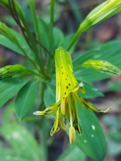 Alstroemeria ochracea, photographed by Filipi Miranda Soares