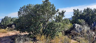 Heeria argentea, photographed by Karen Eichholz