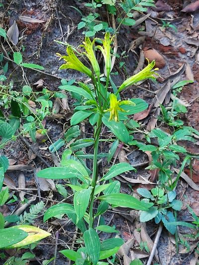 Alstroemeria ochracea, photographed by Filipi Miranda Soares