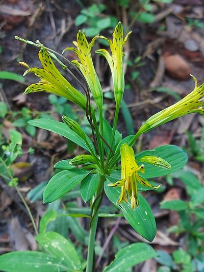 Alstroemeria ochracea, photographed by Filipi Miranda Soares