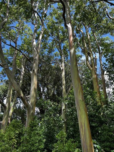 Eucalyptus deglupta, photographed by Dustin Minialoff