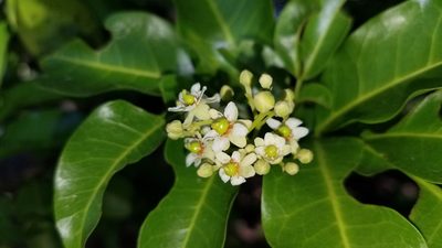 Exothea paniculata, photographed by Michelle Sevcovas