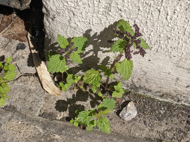 Urtica membranacea, photographed by Piermario Maculan