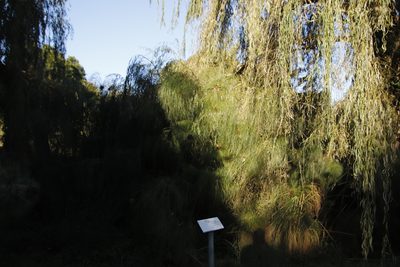 Salix babylonica, photographed by Tony Rebelo