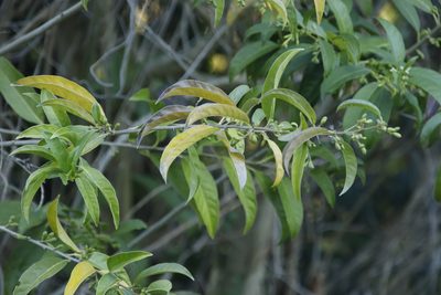 Cestrum axillare, photographed by Tony Rebelo