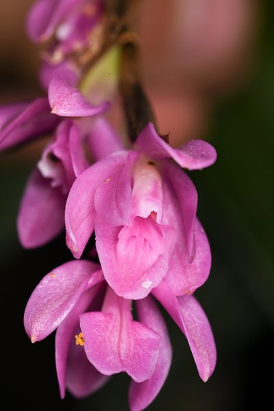 Epidendrum paucifolium, photographed by Trevor Van Loon
