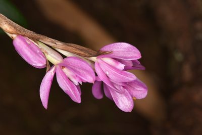 Epidendrum paucifolium, photographed by Trevor Van Loon