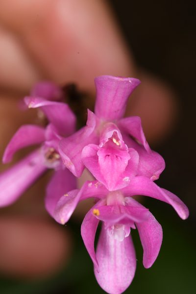 Epidendrum paucifolium, photographed by Trevor Van Loon