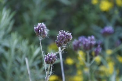 Verbena bonariensis, photographed by Tony Rebelo