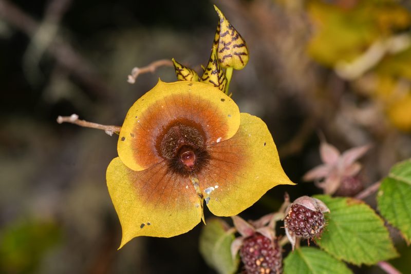 Telipogon costaricensis, photographed by Trevor Van Loon