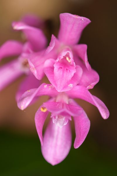 Epidendrum paucifolium, photographed by Trevor Van Loon