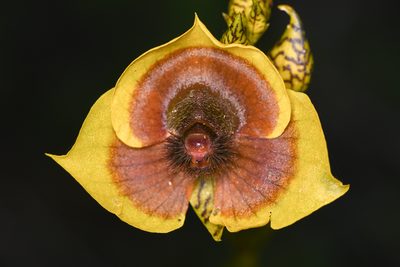 Telipogon costaricensis, photographed by Trevor Van Loon