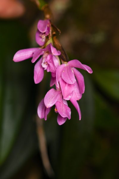 Epidendrum paucifolium, photographed by Trevor Van Loon