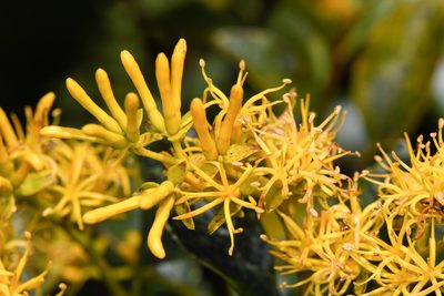 Gaiadendron punctatum, photographed by Trevor Van Loon