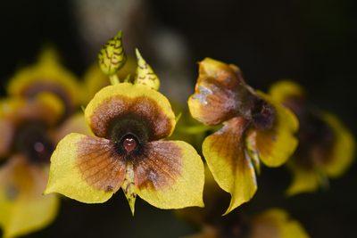 Telipogon costaricensis, photographed by Trevor Van Loon