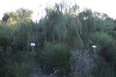 Salix babylonica, photographed by Tony Rebelo