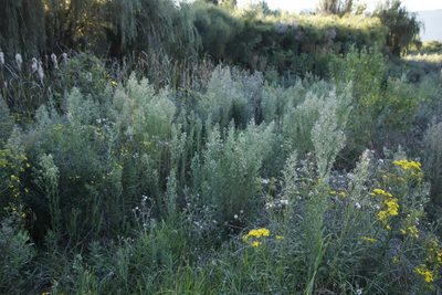 Erigeron sumatrensis, photographed by Tony Rebelo