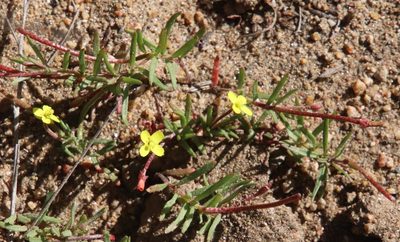 Camissonia strigulosa, photographed by Millie Basden