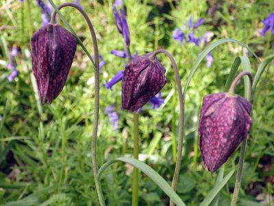 Fritillaria meleagris, photographed by Jeff Jones