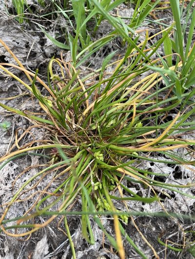 Triglochin scilloides, photographed by Matt Berger