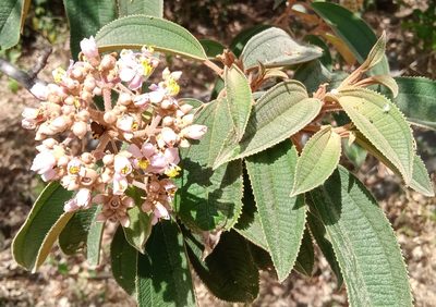 Miconia xalapensis, photographed by adel-fridus