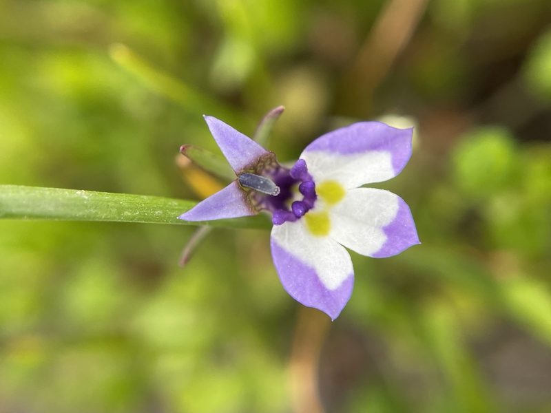 Downingia bicornuta, photographed by Matt Berger