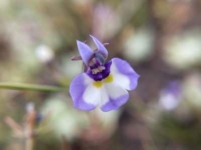 Downingia bicornuta, photographed by Matt Berger