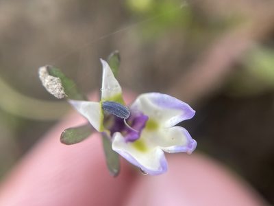 Downingia bicornuta, photographed by Matt Berger