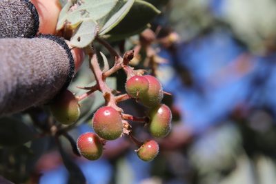 Arctostaphylos glandulosa