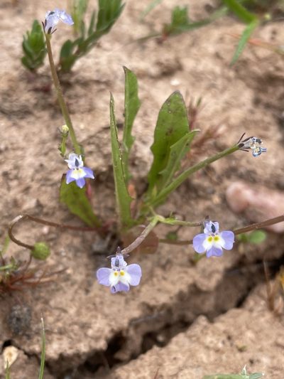 Downingia ornatissima, photographed by Matt Berger