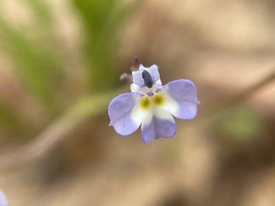 Downingia ornatissima, photographed by Matt Berger