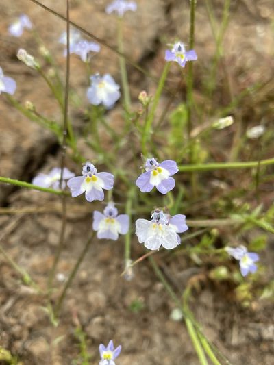 Downingia ornatissima, photographed by Matt Berger