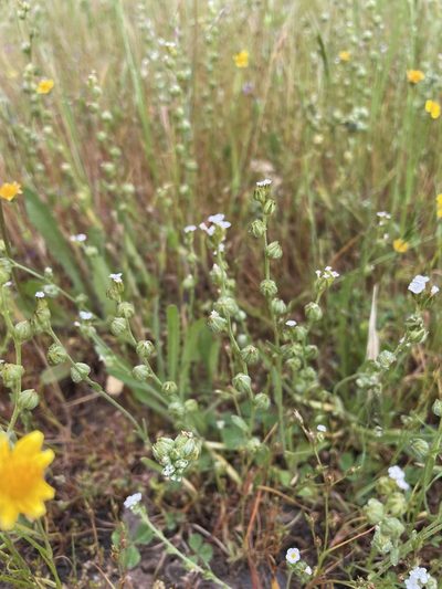 Plagiobothrys greenei, photographed by Matt Berger