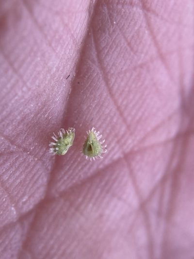 Plagiobothrys greenei, photographed by Matt Berger