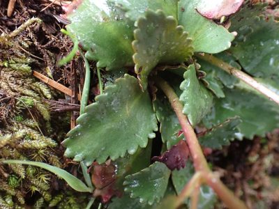 Micranthes rufidula, photographed by Ellyne Geurts
