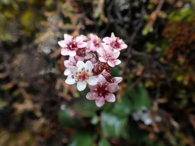 Micranthes rufidula, photographed by Ellyne Geurts