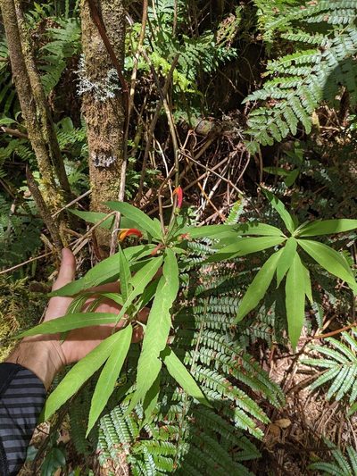 Centropogon valerii, photographed by Trevor Van Loon