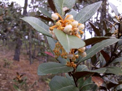 Lyonia squamulosa, photographed by Eugenio Padilla