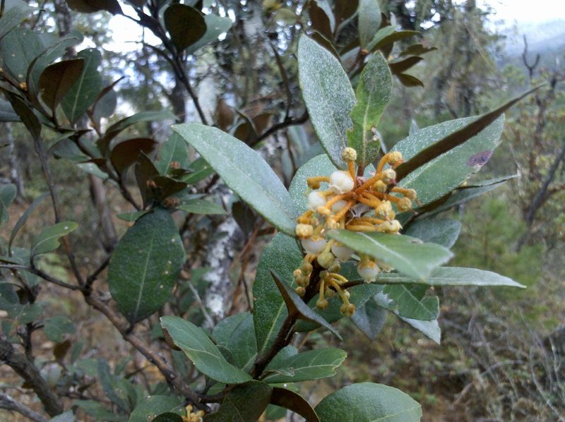 Lyonia squamulosa, photographed by Eugenio Padilla