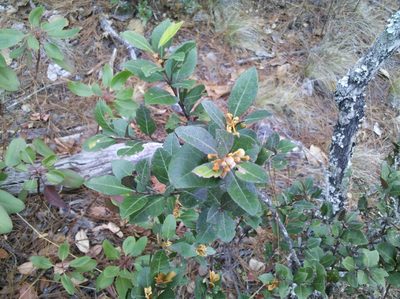 Lyonia squamulosa, photographed by Eugenio Padilla