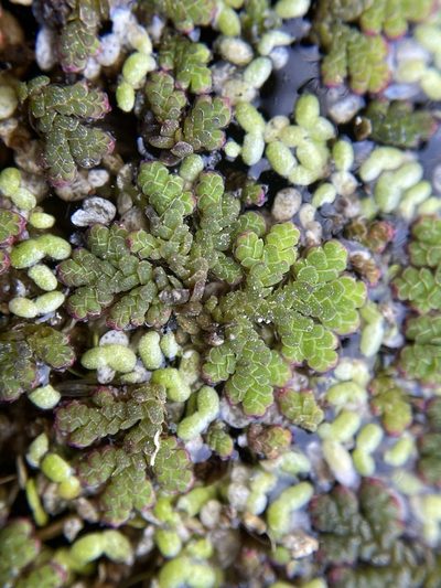 Azolla cristata, photographed by Matt Berger