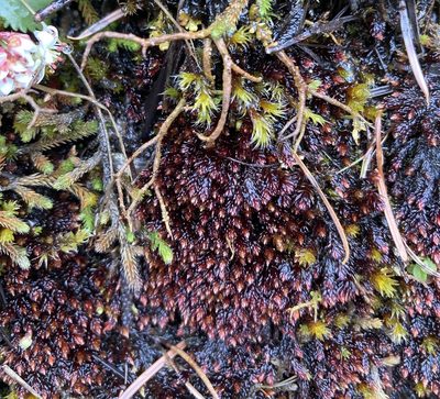 Imbribryum miniatum, photographed by Caleb Catto