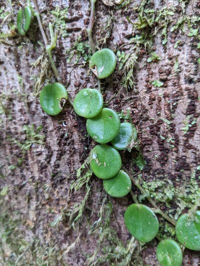 Peperomia serpens, photographed by Attila Oláh